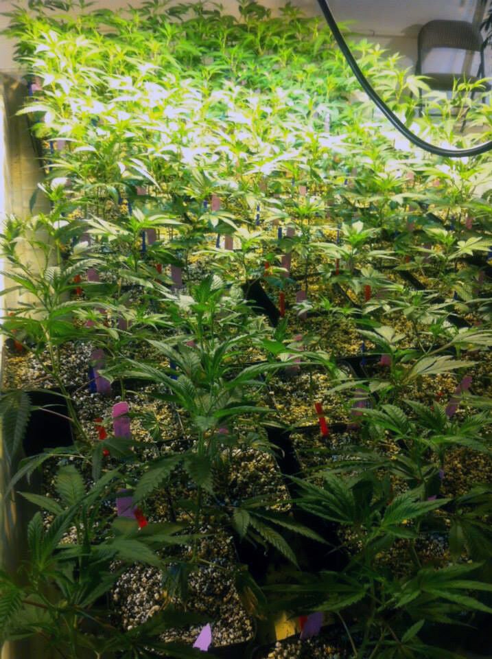 Marijuana growing